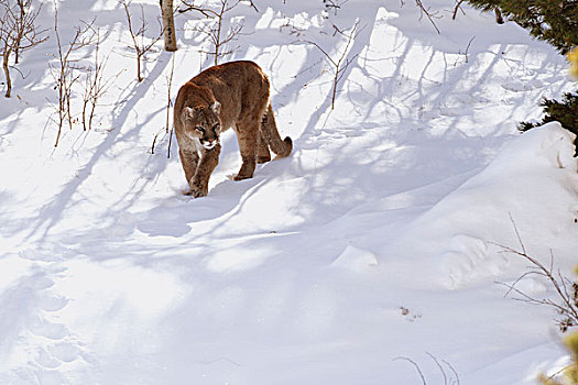 美洲狮,野生,女性,雪中,冰川国家公园,蒙大拿