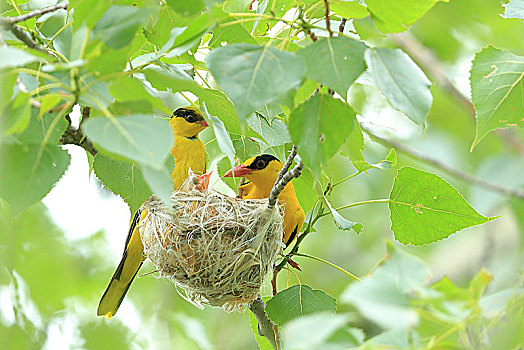 黄鹂鸟哺育幼鸟