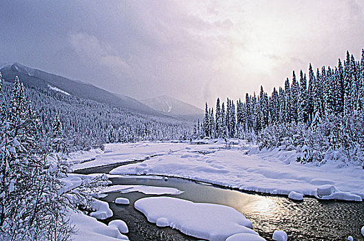海狸,河谷,冰川国家公园,不列颠哥伦比亚省,加拿大