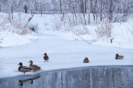 冬天的野鸭湖湿地公园图片