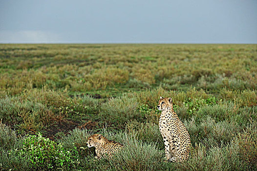 印度豹,猎豹,雨,草地,恩戈罗恩戈罗,保护区,坦桑尼亚,非洲