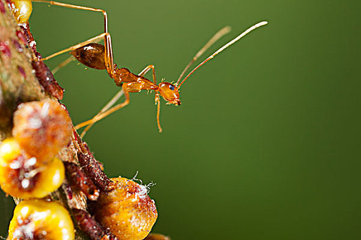 黄色,疯狂,蚂蚁,保护,鳞片,昆虫,圣诞节,岛屿,国家公园,澳大利亚