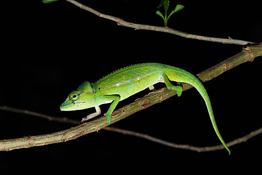 变色龙,雄性,枝条,自然保护区,马达加斯加,非洲
