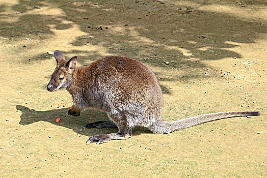 澳洲袋鼠