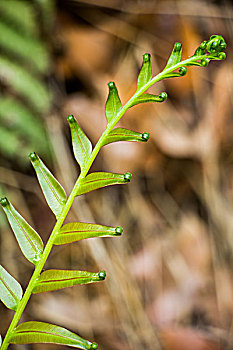 活化石桫椤