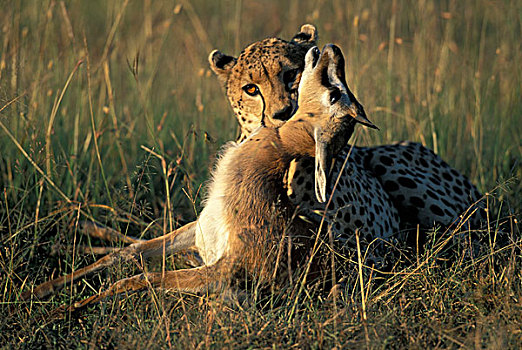 肯尼亚,马塞马拉野生动物保护区,印度豹,猎豹,瞪羚