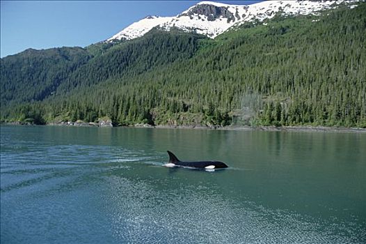 逆戟鲸,平面,旁侧,海岸线,阿拉斯加