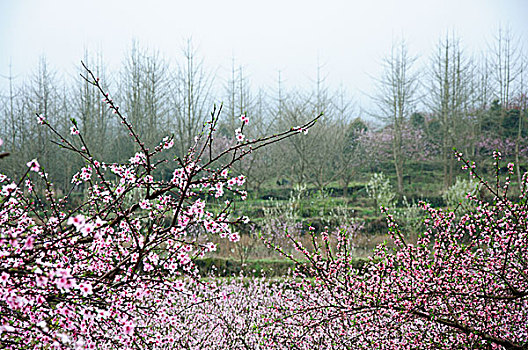 桃花景色