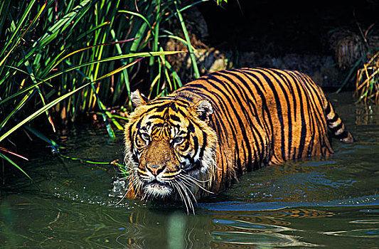 苏门答腊虎,水中