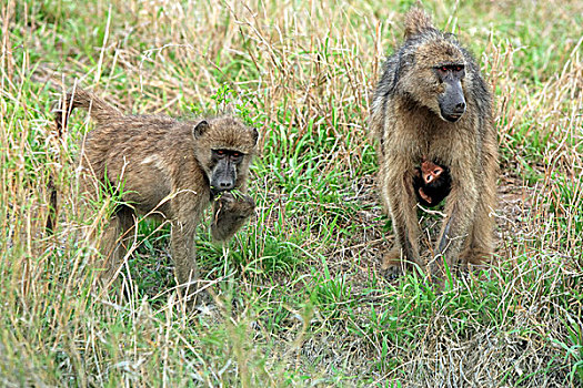 狒狒,成年,女性,年轻,腹部,不成熟,克鲁格国家公园,南非