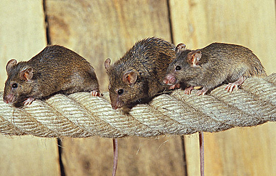 家鼠,小鼠,群,站立,绳索