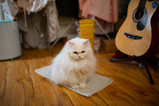 低头思考的可爱白猫