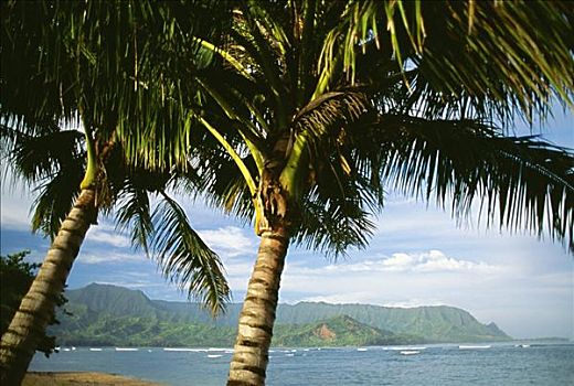 夏威夷,考艾岛,湾,普林斯维尔,胜地,棕榈树,前景