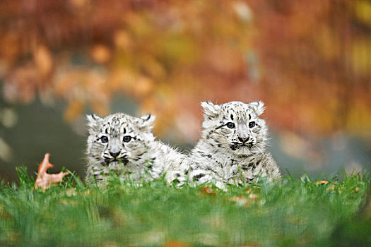 头像,两个,幼兽,雪豹,秋天,德国