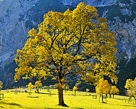枫树,秋天,彩色,防护,提洛尔,奥地利