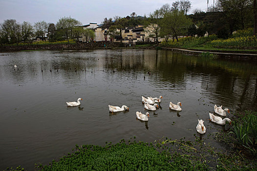 呈坎,安徽,古村落,旅游,景点,水乡,住宅,房子,小桥,拱桥,春天,居民,原生态