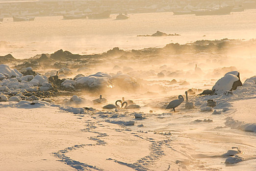 雪后威海天鹅湖的大天鹅