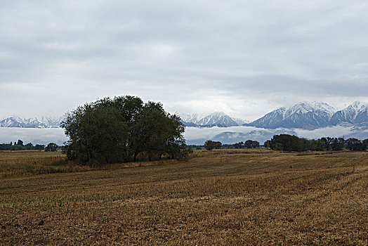 阿拉木图雪山草地羊群