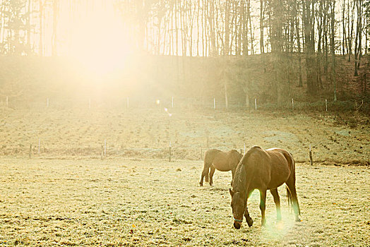 宁和,放牧,马,草场,树林,冬天,太阳