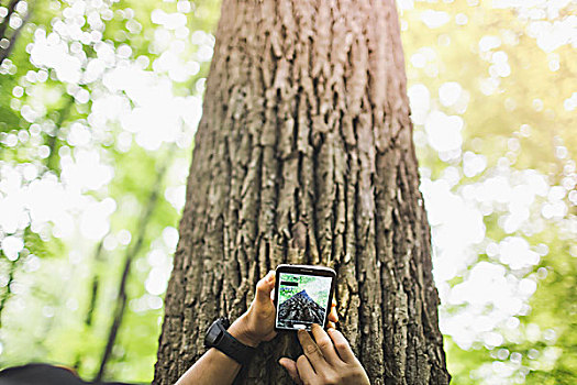 人,照相,树干,拍照手机