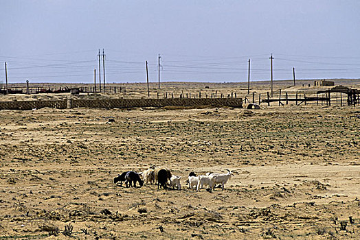 哈萨克斯坦,靠近,小,乡村,绵羊