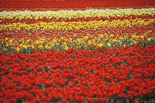 花,地点,阿姆斯特丹,荷兰