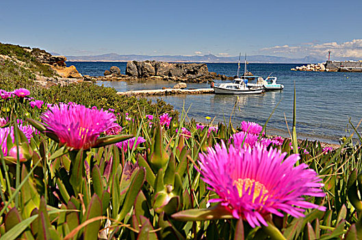帆船,花,景天属植物,港口,岛屿,阿利坎特省,白色海岸,西班牙,欧洲