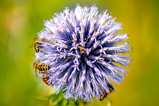 蓟属植物,花,蜜蜂
