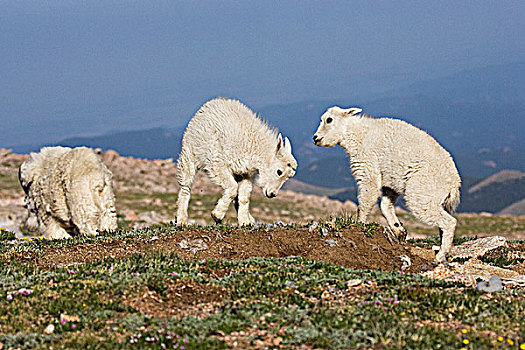石山羊,雪羊,保姆,玩,自然荒野区,科罗拉多,美国