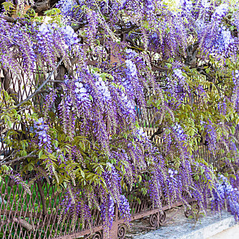 蓝花,紫藤,植物,花园,曼图亚