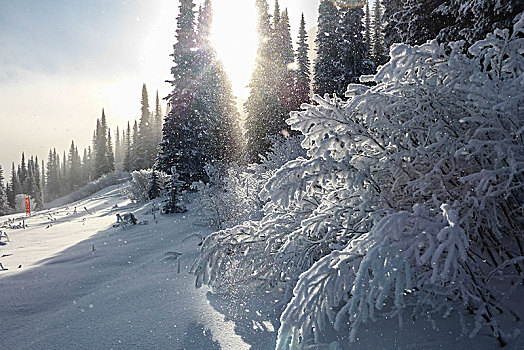加拿大,落基山脉,不列颠哥伦比亚省,金色,踢,马,山,胜地,滑雪胜地,树,雪,太阳,逆光