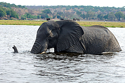 非洲象,浴,乔贝,河,博茨瓦纳,非洲