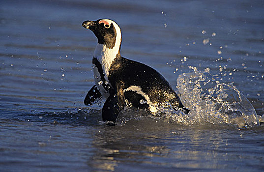 非洲企鹅,黑脚企鹅,游泳,漂石,海滩,城镇,南非