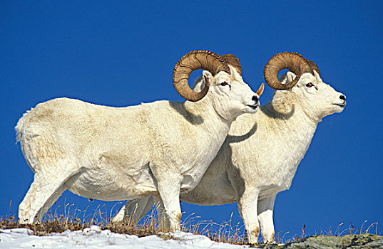 野大白羊,绵羊,两个,站立,德纳里峰国家公园,阿拉斯加