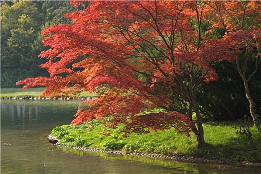 秋天,风景,彩色,叶子