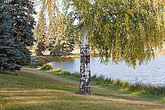 湖,岸边,公园,艾伯塔省,加拿大