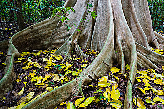 板状根,巨大,无花果树,热带雨林,苏拉威西岛,印度尼西亚