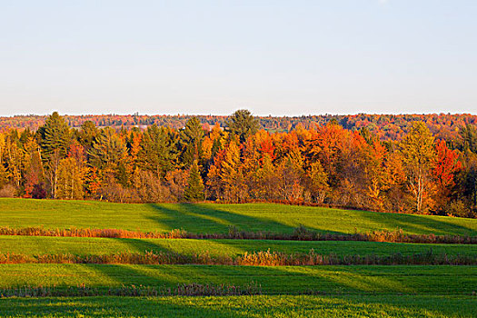 牧草场,日落,魁北克,加拿大