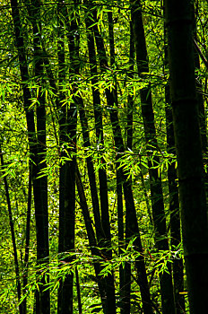 国家森林里清新翠绿的竹林