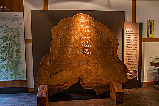 台湾嘉义市阿里山高山博物馆内展示的红桧树年轮拟意图