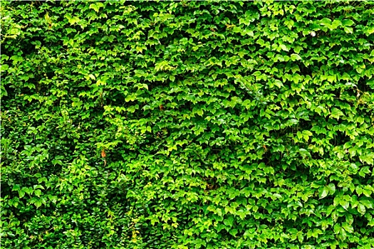 绿叶,墙壁