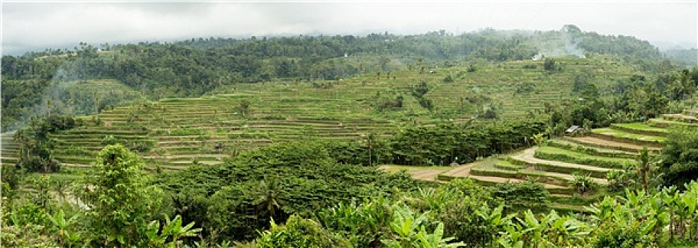 稻米,阶梯状,稻田,中心,巴厘岛,印度尼西亚