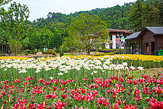 郁金香,花,花园,山谷,春色