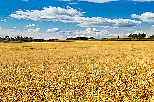 金色,成熟,燕麦,地点,蓝天,云,艾伯塔省,加拿大