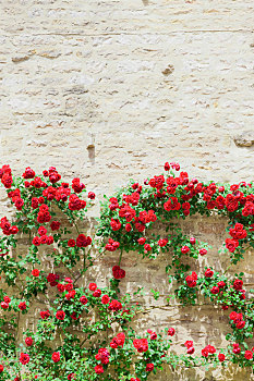 蔷薇,正面,户外,墙壁