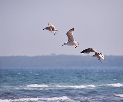 三个,飞,海鸥