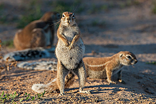 地松鼠,南非地松鼠,卡拉哈迪大羚羊国家公园,北开普,南非,非洲