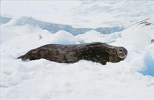 海豹,哺乳动物,天堂湾,南极半岛,动物