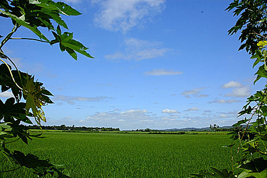 风景,孟加拉,八月,2006年