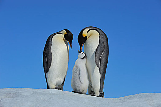 成年,帝企鹅,幼禽,雪丘岛,南极,半岛